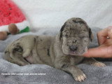 Chiots Dogue Allemand LOF à vendre