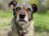 En quête d'un foyer : chienne au pelage noir et beige de 3 ans