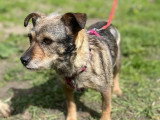 En quête d'un foyer : chienne au pelage noir et beige de 3 ans