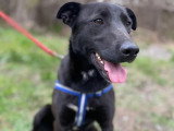Disponible à l'adoption : chienne au pelage noir de 2 ans