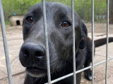 Disponible à l'adoption : chienne au pelage noir de 2 ans