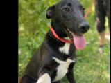 À adopter : chienne au pelage noir de 2 ans