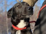 À adopter : chienne au pelage noir de 2 ans