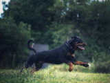 Mâle Rottweiler LOF disponible pour saillie