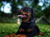 Mâle Rottweiler LOF disponible pour saillie