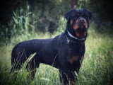 Mâle Rottweiler LOF disponible pour saillie