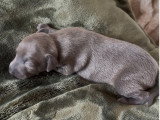 Bambino de la Forêt de Pont Royal né en 1er 185g