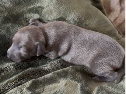 Bambino de la Forêt de Pont Royal né en 1er 185g