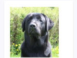 Mâle Labrador disponible pour saillie