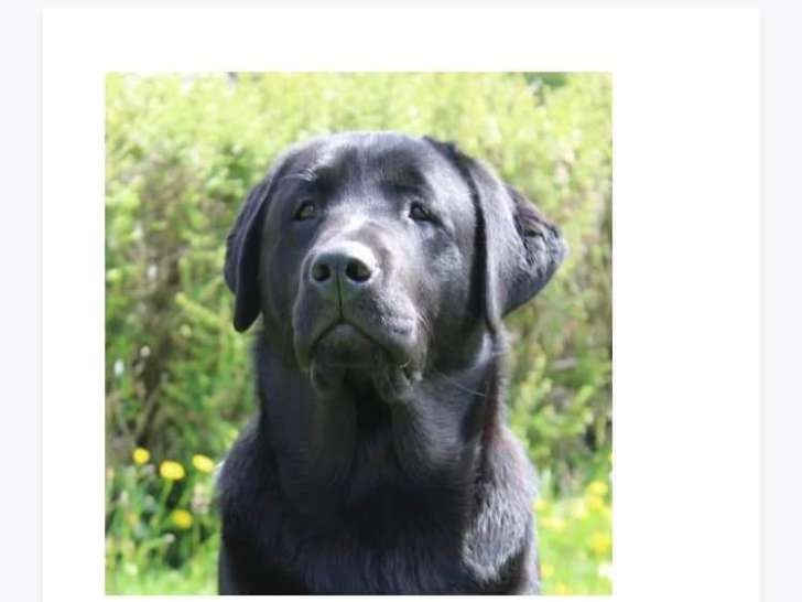 Mâle Labrador disponible pour saillie