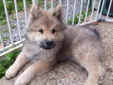 Chiot Eurasier à vendre