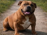 Chienne American Bully Pocket non LOF de 2023 à vendre