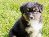 2 chiots Berger Australien noir tricolore LOF de mars 2026 à réserver