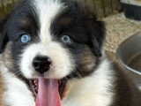 2 chiots Berger Australien noir tricolore LOF de mars 2026 à réserver
