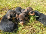 6 chiots Teckel mâles non LOF nés en avril 2026 à réserver
