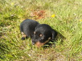 6 chiots Teckel mâles non LOF nés en avril 2026 à réserver