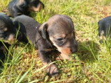 6 chiots Teckel mâles non LOF nés en avril 2026 à réserver