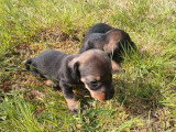 6 chiots Teckel mâles non LOF nés en avril 2026 à réserver