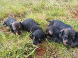 6 chiots Teckel mâles non LOF nés en avril 2026 à réserver