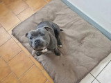 Chiot femelle Staffordshire Bull Terrier bleue LOF de 2025 à vendre