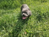 Chiot femelle Staffordshire Bull Terrier bleue LOF de 2025 à vendre