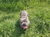 Chiot femelle Staffordshire Bull Terrier bleue LOF de 2025 à vendre