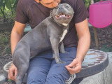 Chiot femelle Staffordshire Bull Terrier bleue LOF de 2025 à vendre