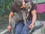 Chiot femelle Staffordshire Bull Terrier bleue LOF de 2025 à vendre
