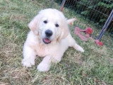 6 chiots Golden Retriever non LOF nés en mars 2026 à réserver