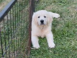 6 chiots Golden Retriever non LOF nés en mars 2026 à réserver