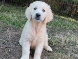 6 chiots Golden Retriever non LOF nés en mars 2026 à réserver