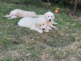 6 chiots Golden Retriever non LOF nés en mars 2026 à réserver