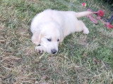 6 chiots Golden Retriever non LOF nés en mars 2026 à réserver