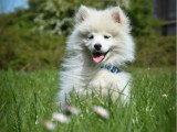 2 chiots Pomsky non LOF nés en janvier 2026 mâle et femelle blancs à vendre