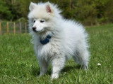 2 chiots Pomsky non LOF nés en janvier 2026 mâle et femelle blancs à vendre