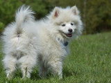 2 chiots Pomsky non LOF nés en janvier 2026 mâle et femelle blancs à vendre