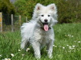 2 chiots Pomsky non LOF nés en janvier 2026 mâle et femelle blancs à vendre