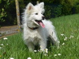 2 chiots Pomsky non LOF nés en janvier 2026 mâle et femelle blancs à vendre
