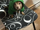 Chien adulte Chihuahua à vendre