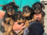 Portée de 7 chiots Airedale Terrier à réserver non LOF