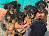 Portée de 7 chiots Airedale Terrier à réserver non LOF