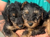 Portée de 7 chiots Airedale Terrier à réserver non LOF