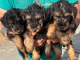 Portée de 7 chiots Airedale Terrier à réserver non LOF