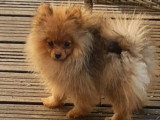 Chiot Spitz nain mâle non LOF à vendre, né en décembre 2025