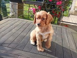 2 chiots Cocker Spaniel Anglais à vendre non LOF de janvier 2026