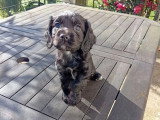 2 chiots Cocker Spaniel Anglais à vendre non LOF de janvier 2026