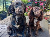 2 chiots Cocker Spaniel Anglais à vendre non LOF de janvier 2026
