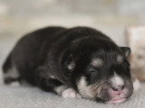 4 chiots mâles Chien Finnois de Laponie LOF à vendre, nés en avril 2026