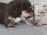 4 chiots mâles Chien Finnois de Laponie LOF à vendre, nés en avril 2026