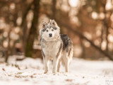 4 chiots mâles Chien Finnois de Laponie LOF à vendre, nés en avril 2026